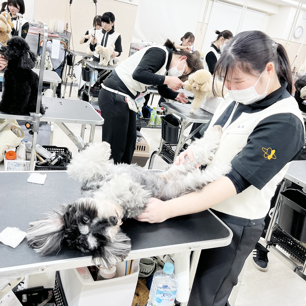 新２年生のトリミング実習！